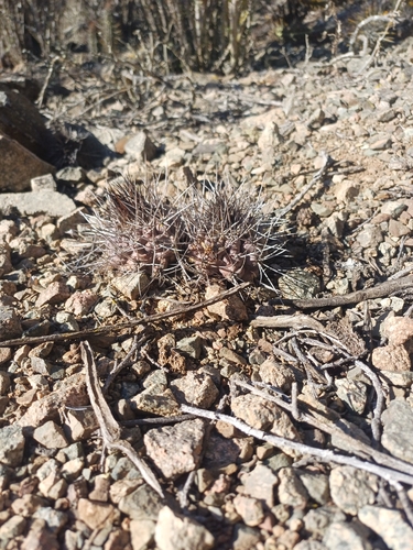 Copiapoa humilis