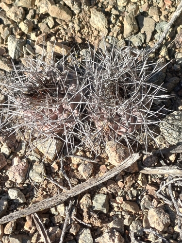 Copiapoa humilis