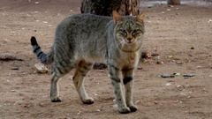 Felis lybica cafra