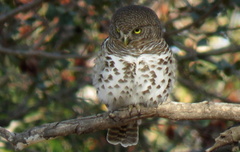 Glaucidium capense ngamiense