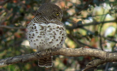 Glaucidium capense ngamiense