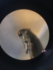 Dolotarsus lividus