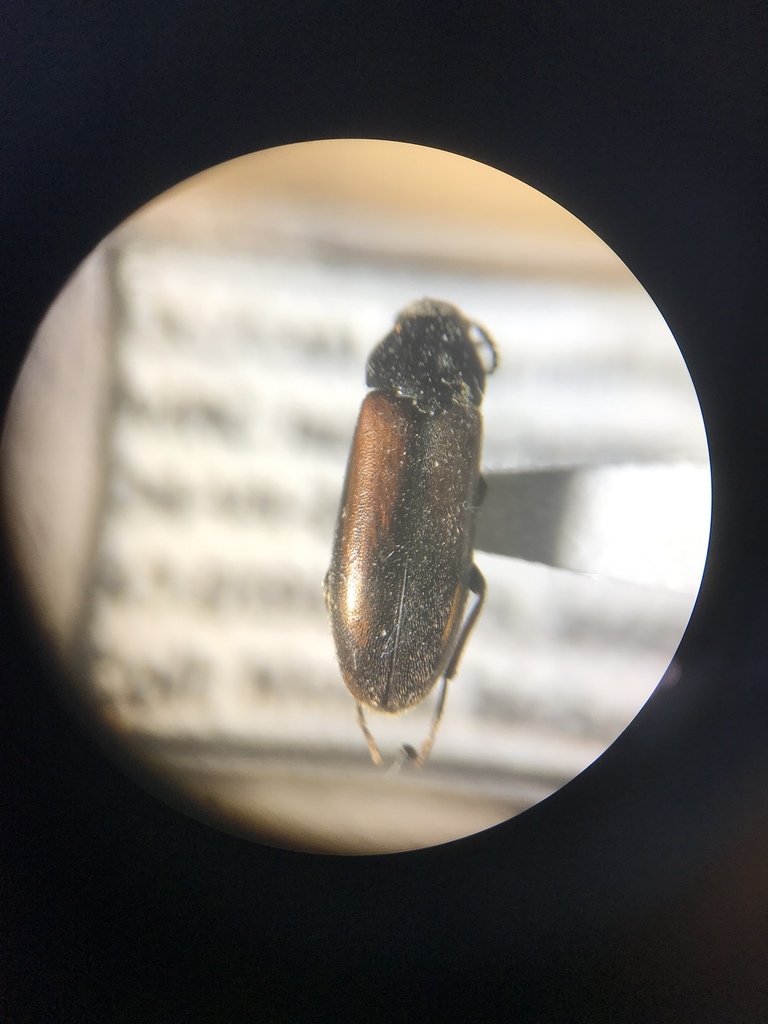 Dolotarsus