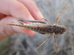 Platycleis falx laticauda