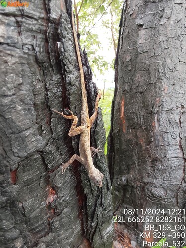 Brazilian Anole