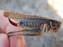 Platycleis falx laticauda