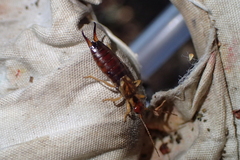 Forficula auricularia