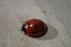 Coccinella septempunctata