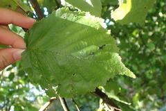 Corylus avellana