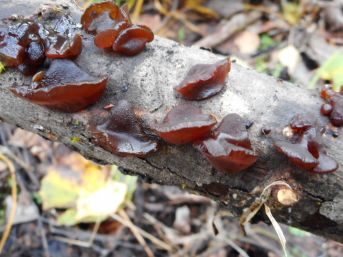 amber jelly fungus