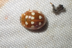 Calvia quatuordecimguttata