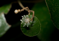 Croton cascarilloides