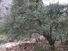Maytenus acuminata
