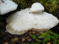 Postia tephroleuca
