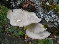 Postia tephroleuca