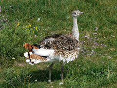 Great Bustard photo 2