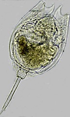 Lecane quadridentata