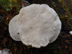 Postia tephroleuca