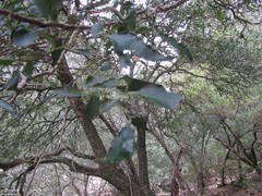 Maytenus acuminata