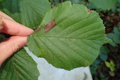 Corylus avellana