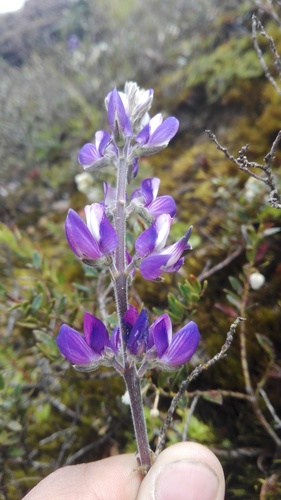 Lupinus bogotensis observed 2019-09-22