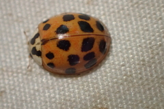 Harmonia axyridis