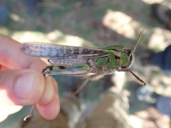 Locusta migratoria cinerascens