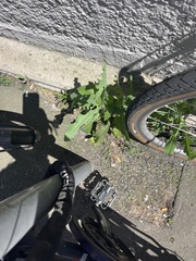 prickly lettuce