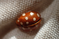 Calvia quatuordecimguttata