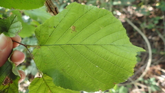 Corylus avellana