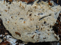 Hydnocristella himantia