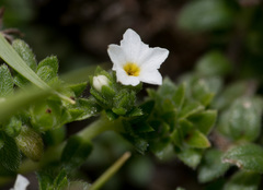 Heliotropium formosanum