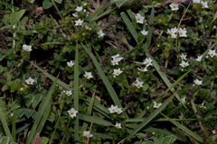 Heliotropium formosanum