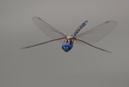 iNaturalist observation photo of Blue-eyed Darner