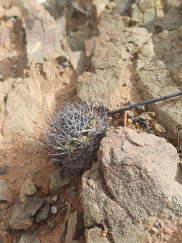 Eriosyce paucicostata