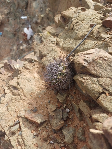 Eriosyce paucicostata