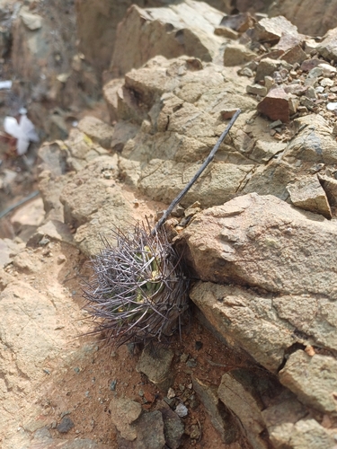 Eriosyce paucicostata