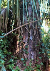 Trichonephila clavipes image