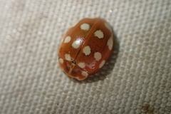 Calvia quatuordecimguttata