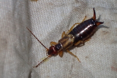 Forficula auricularia