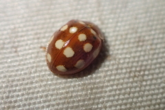 Calvia quatuordecimguttata