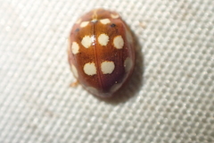 Calvia quatuordecimguttata