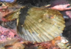 Chlamys hastata