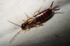 Forficula auricularia