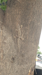 Hemidactylus platyurus