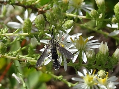 Lepidophora lepidocera