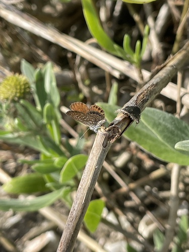 Eastern Pygmy-Blue photo 4