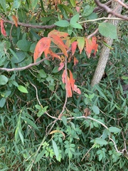 Rhus copallinum