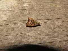 Rhobonda gaurisana