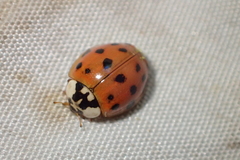 Harmonia axyridis